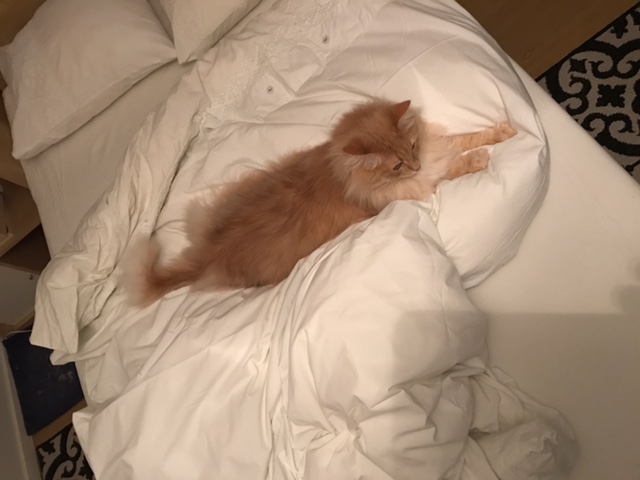 sibirisk katt Fornax
