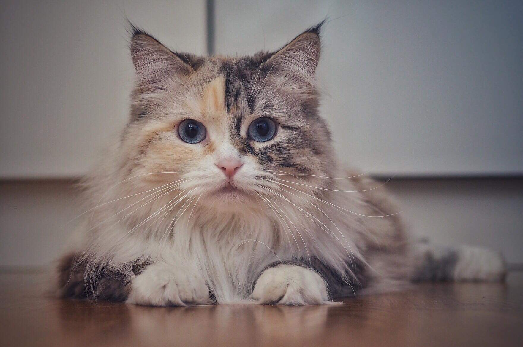 Neva Masquerade katt Frieda