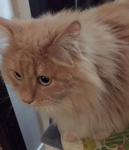 sibirisk katt Fornax
