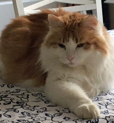 Sibirisk katt Triton