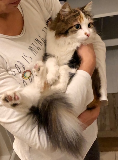 sibirisk katt Thalassa