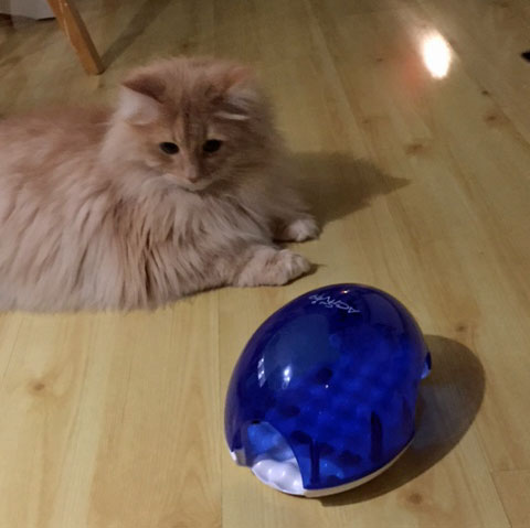 sibirisk katt Fornax