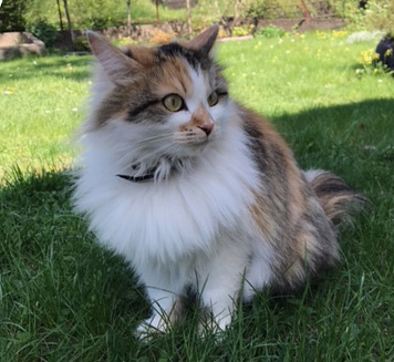 sibirisk katt Yolanda