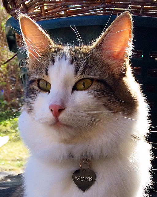 sibirisk katt Hubble
