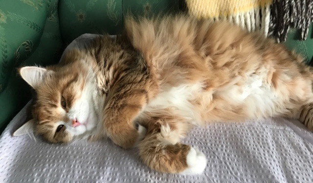 Sibirisk katt Miranda