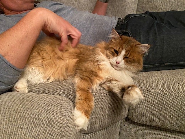 sibirisk katt Io