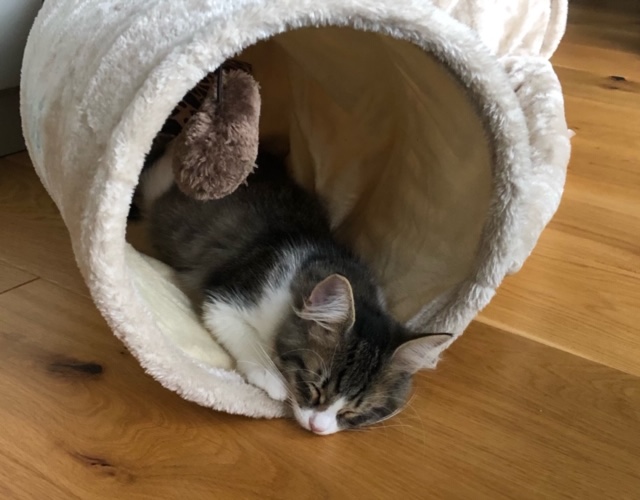 sibirisk katt Xosa