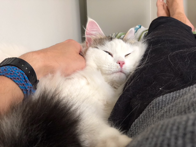 sibirisk katt Castor