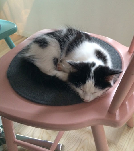 sibirisk kattunge Zero
