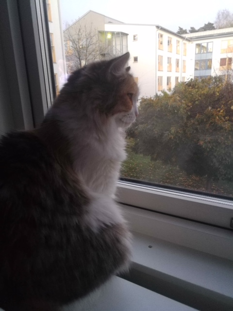 sibirisk katt Colbie
