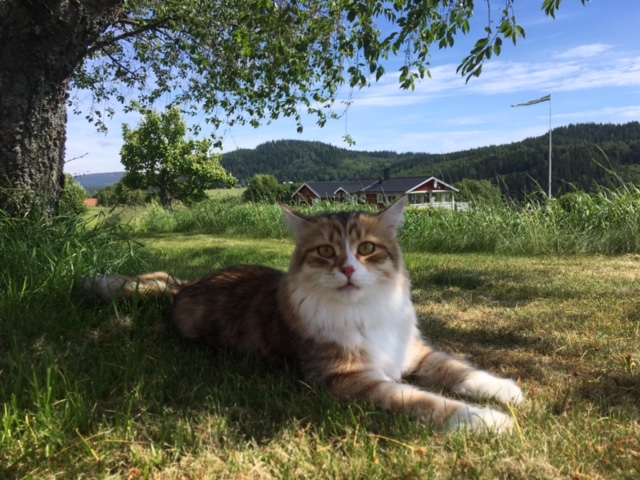 Sibirisk katt 2017