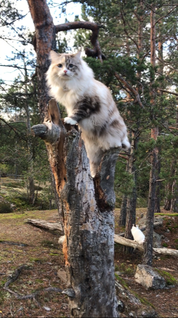 Neva masqueradekatt Frieda