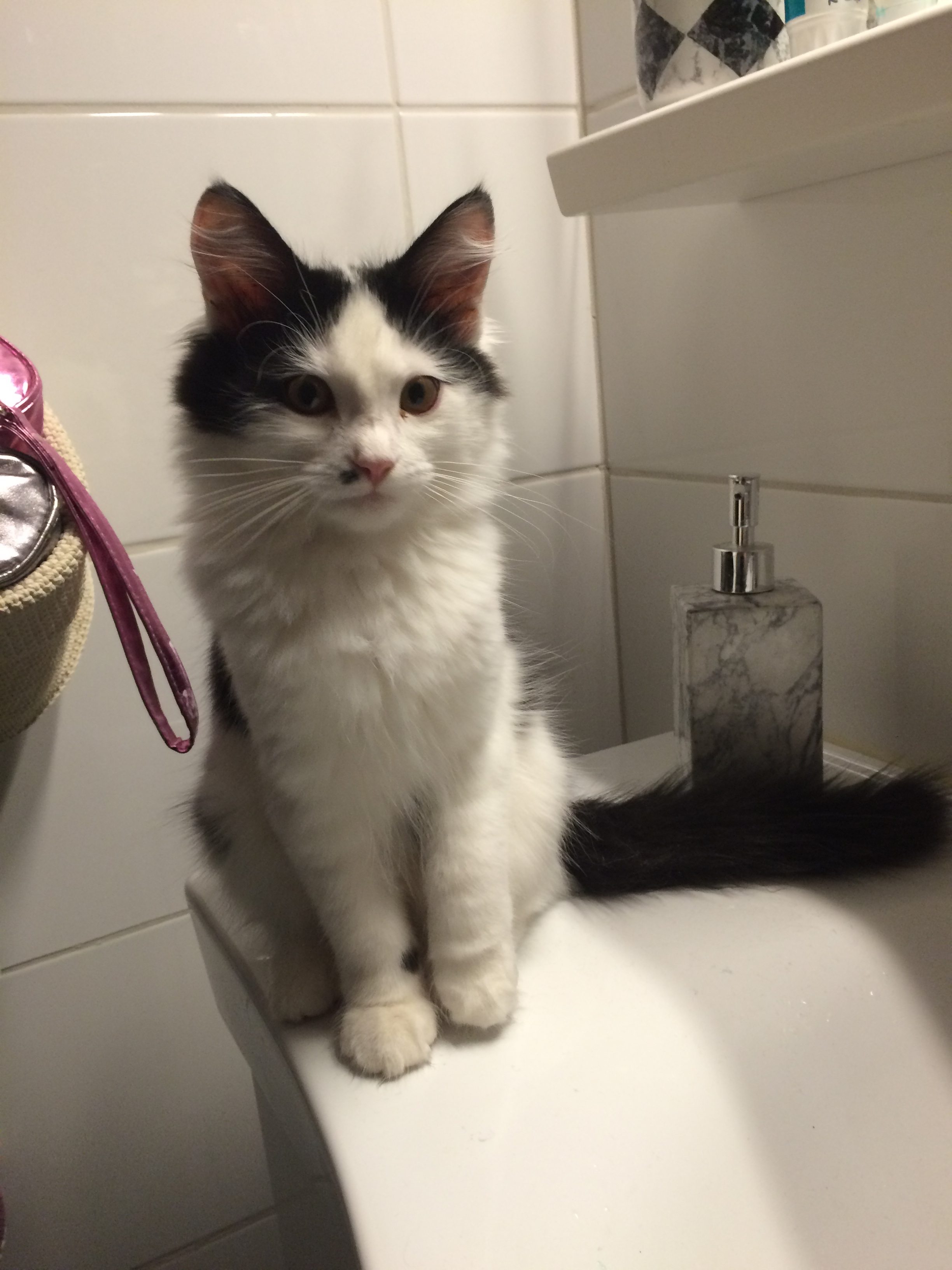 sibirisk katt Zero