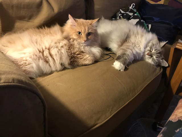sibirisk katt Fornax