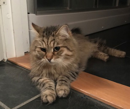 Sibirisk katt Gabbie