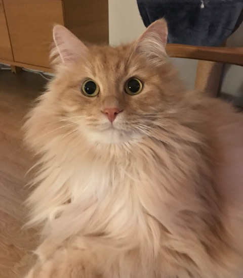 sibirisk katt Fornax