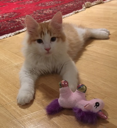 sibirisk katt Triton