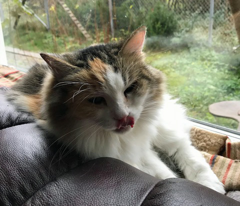 sibirisk katt Colbie