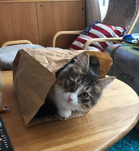 sibirisk kattunge Xosa