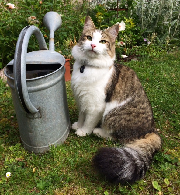 Sibirisk katt Hubble