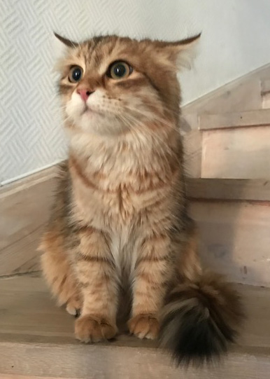 sibirisk katt Quirk
