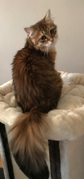 sibirisk katt Quirk