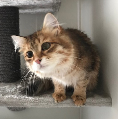 sibirisk katt Quirk