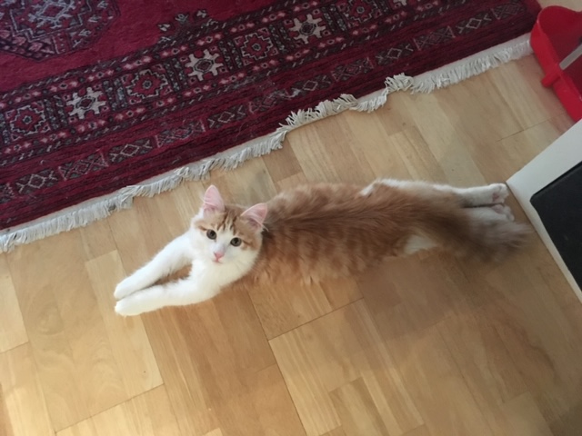 sibirisk katt Triton