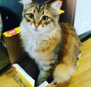 sibirisk katt Rocco