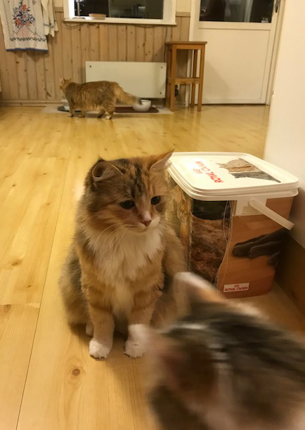 sibirisk katt
