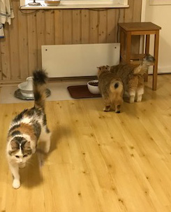 sibirisk katt