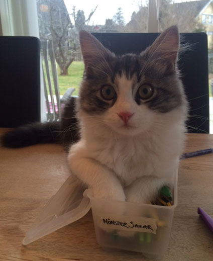 sibirisk kattunge Apollo