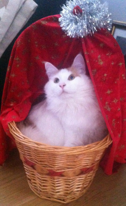 sibirisk katt