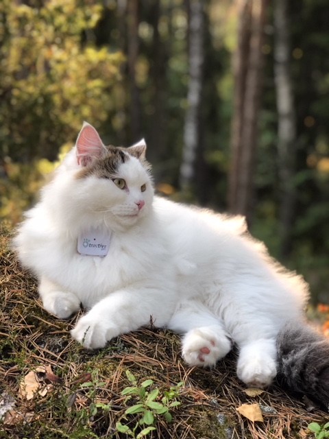 sibirisk katt Castor