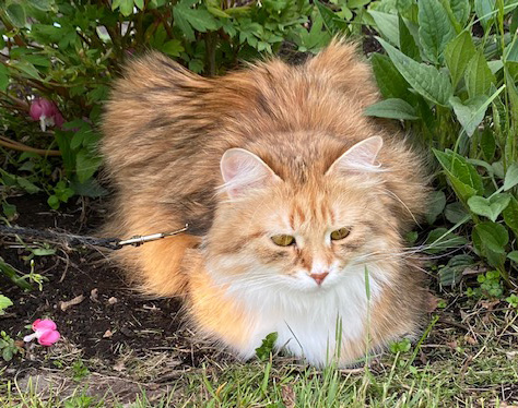 Sibirisk katt Bell