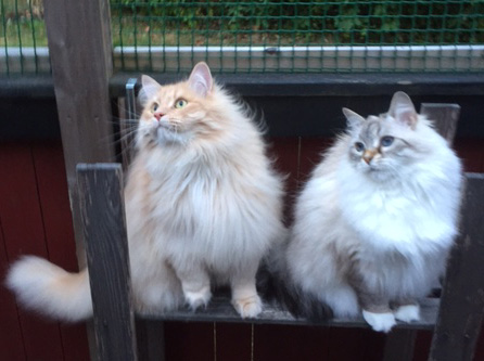 Sirisk katt Fornax o Althea