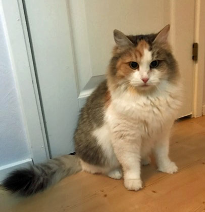 sibirisk Katt Colbie
