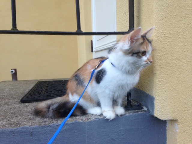 sibirisk katt Yolanda