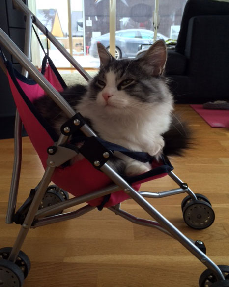 sibirisk kattunge Apollo