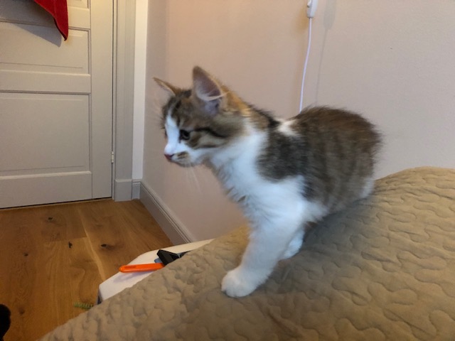 sibirisk kattunge Viv/Zelda