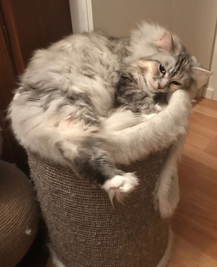 sibirisk katt Zinnie