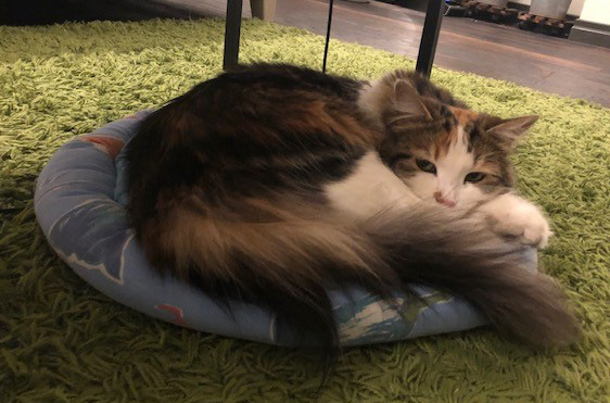 sibirisk katt Thalassa