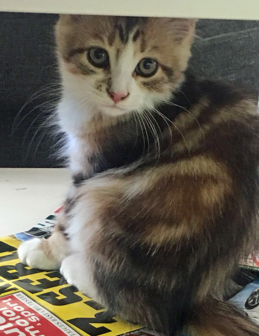 sibirisk katt Quimby