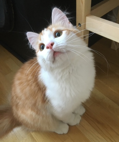 sibirisk katt Triton