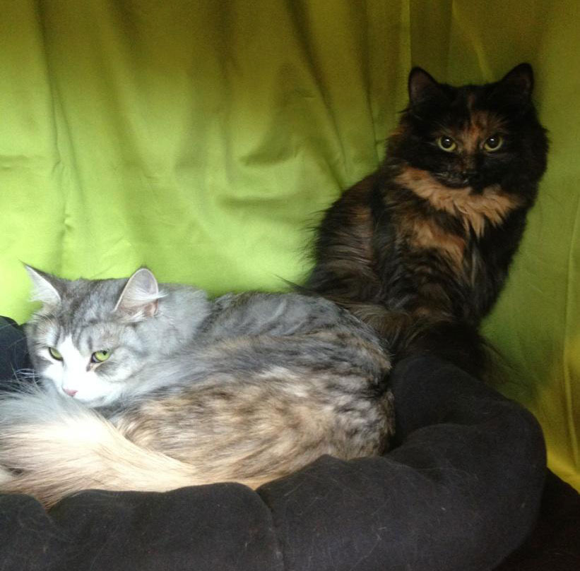 Sibirisk katter Luna Kathleen