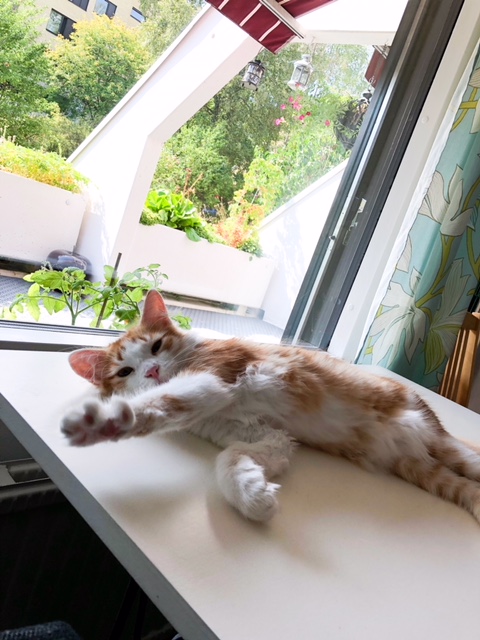 sibirisk katt Pollux