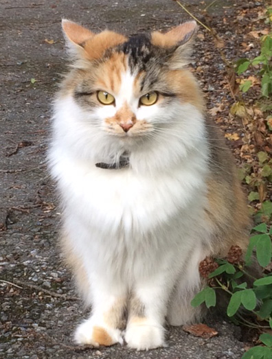 sibirisk katt Yolanda