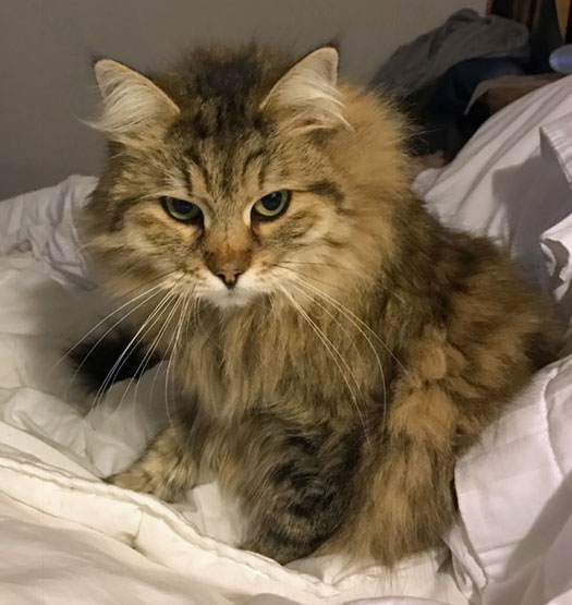 sibirisk katt Gabbie