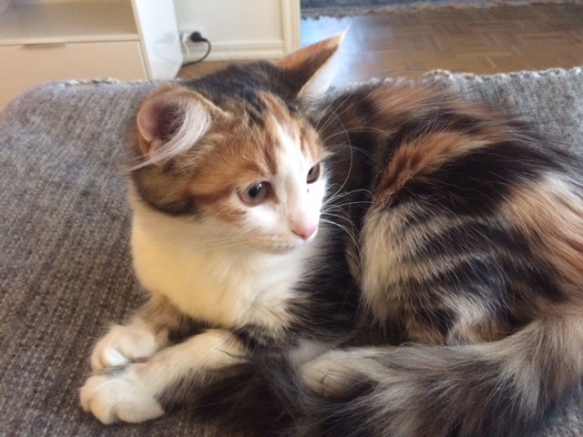 sibirisk katt Katja