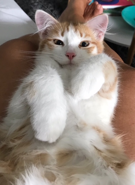 sibirisk katt Pollux